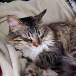 a cat with long silky fur sporting elegant tabby markings sleeps upon a blanket, and both appear soft as a cloud