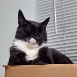 a tuxedo cat's top half rises majestically above the edge of the cardboard box in which he's resting with serene, closed eyes
