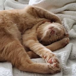 a buff tabby cat sleeps on a crumpled white blanket with her head upside down and limbs laid out pretzel-style